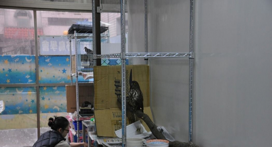 桃園首個傷鳥中途之家 桃園野鳥生態教育館啟用