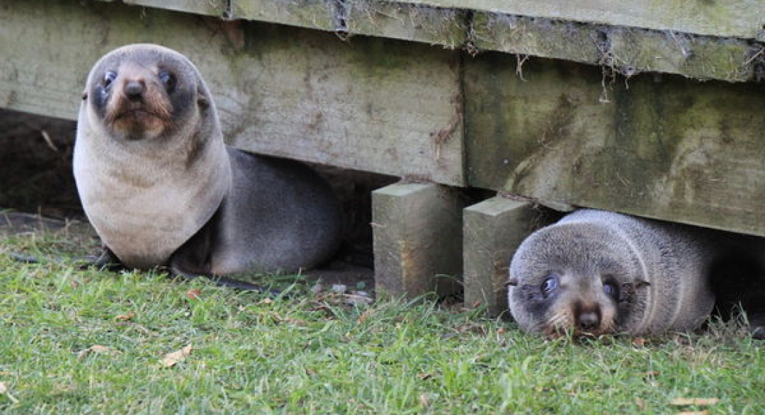[冬季紐西蘭] Day2 Kaikoura 遇見!! 海豹寶寶!-兩個人的自助旅行-欣傳媒旅遊頻道